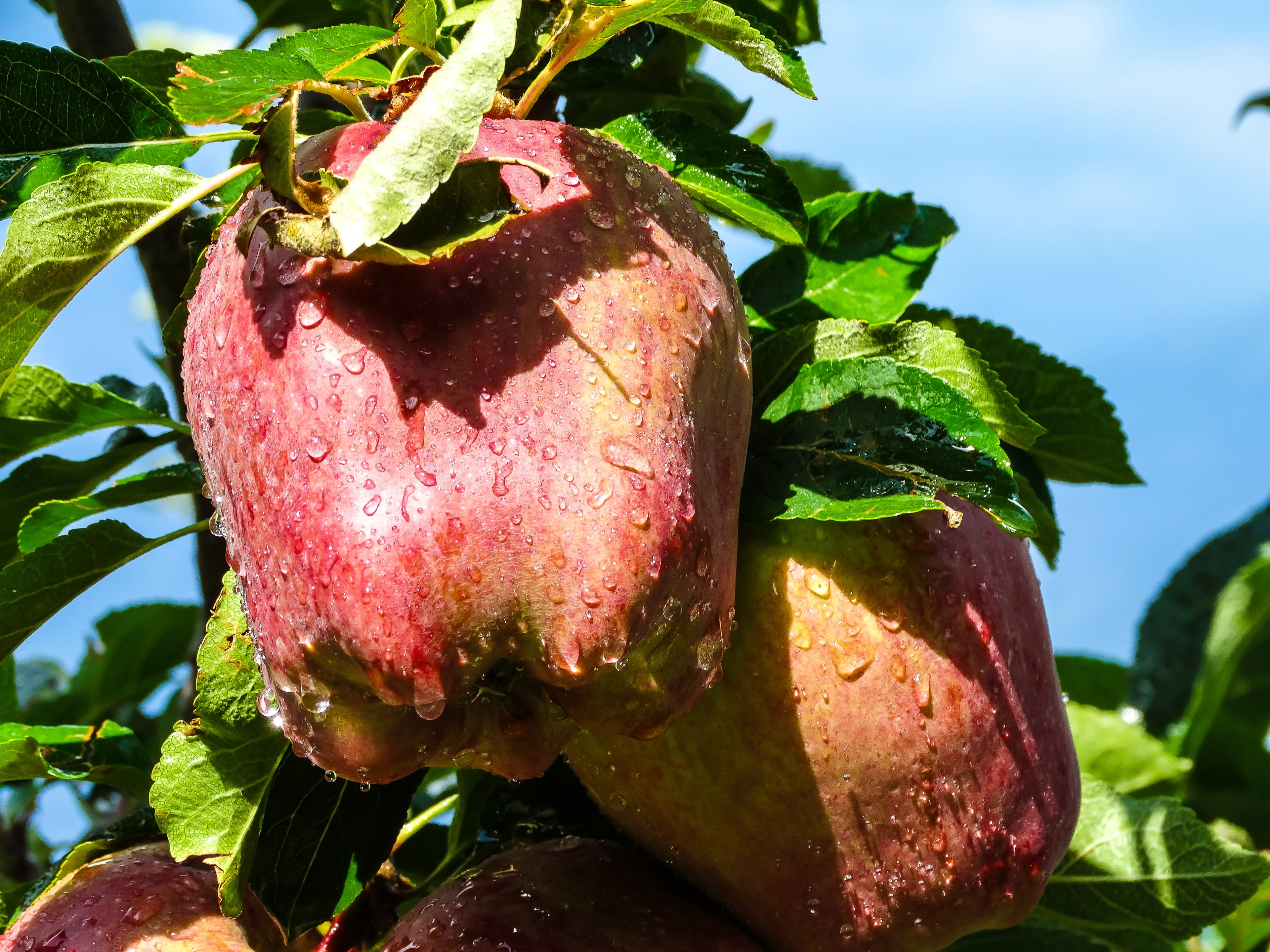 Äpfel am Baum