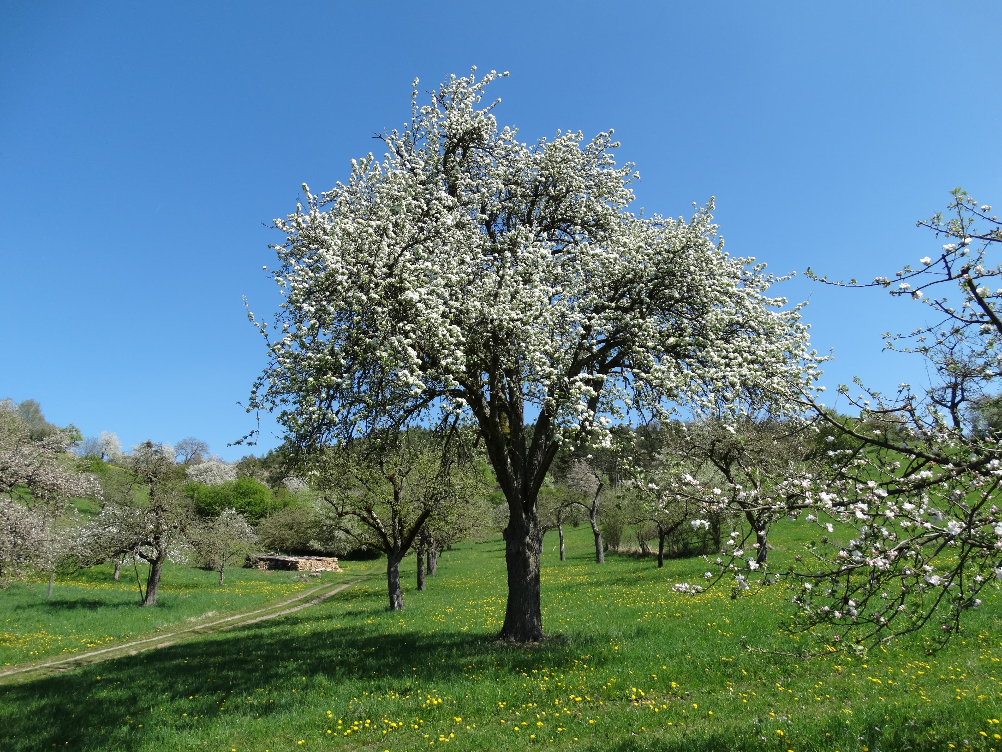 Blühende Obstbäume